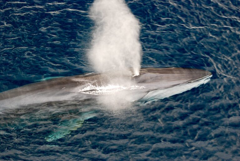 Captain Paul Watson Foundation Fights To Stop The Killing Of Endangered Fin Whales In Iceland