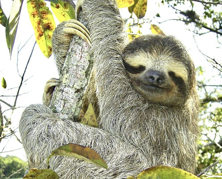 Critically Endangered Pygmy Three-Toed Sloth Proposed For Endangered Species Act Protection