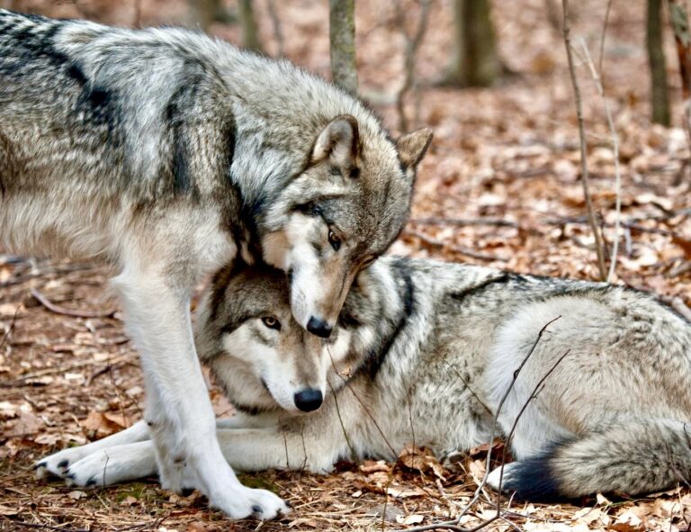 New Lawsuit Aims To Protect Wolves In Northern Rocky Mountains After USFWS Denied Them Protection