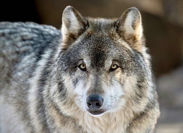 Wolves Discovered In Nevada For The First Time In Eight Years Giving Hope For The Future Of Their Species