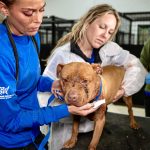 NJ Dogfighting Rescue Temp Shelter