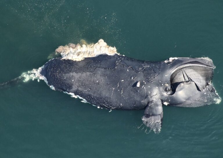 UPDATE! Endangered Right Whale Found Dead Off Virginia’s Coast Died From A Vessel Strike