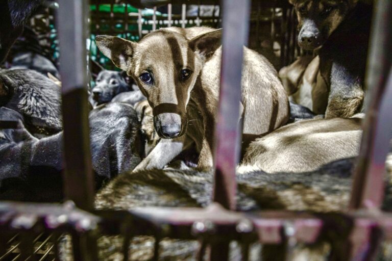 Undercover Investigation By Lady Freethinker Exposes Shocking Cruelty In Dog & Cat Meat Trade In Vietnam