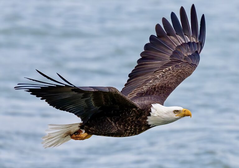 $10,000 Reward Offered For Information On Bald Eagle Shot In Utah & Subsequently Euthanized