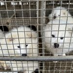 Fur farm in Pulandian, China 2023