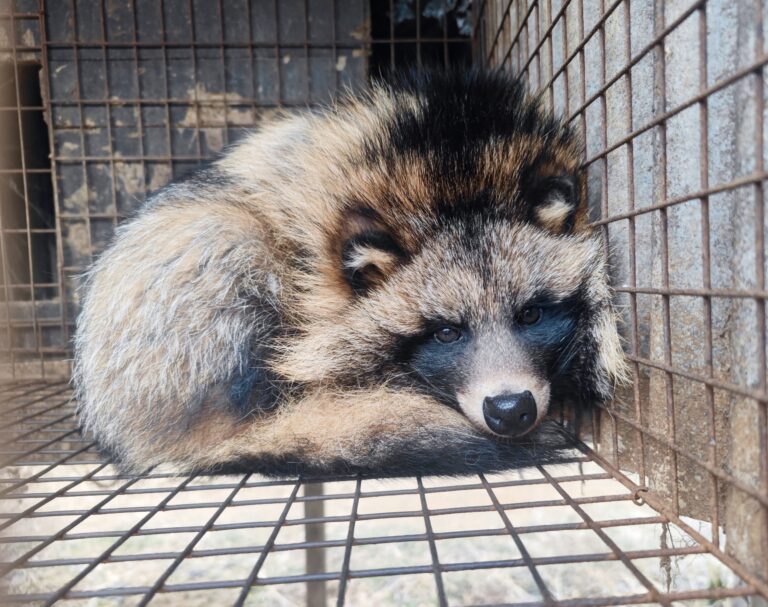 Undercover Investigation Reveals That New Fur Products Are Still Being Sold In California Despite Ban