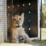 Pi the lion cub rescue and release