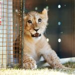 Pi the lion cub rescue and release