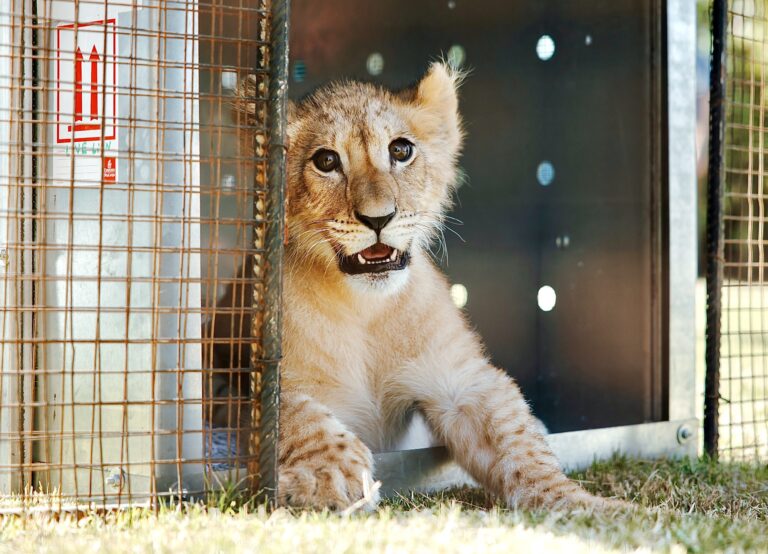Lion Cub Illegally Kept As A Pet Is Rescued From Lebanon & Relocated To South African Sanctuary