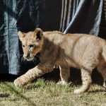 Pi the lion cub rescue and release