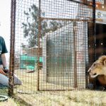 Pi the lion cub rescue and release