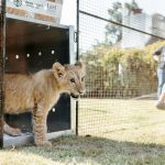 Pi the lion cub rescue and release