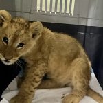 Lion cub called Pi rescued in Lebanon where he was being held captive as a pet