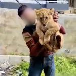 Lion cub called Pi being held captive as a pet in Lebanon