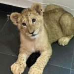 Lion cub rescued in Lebanon April 2024