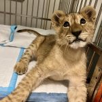 Lion cub rescued in Lebanon April 2024