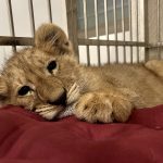 Lion cub rescued in Lebanon April 2024