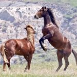 e_theodore-roosevelt-national-park-nakota-horses-flyer-and-cadet-010_0124_credit-chris-kman