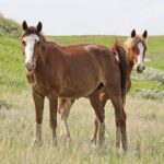 theodore-roosevelt-national-park-nakota-horses-anuk-and-kodiak-002_0124_credit-chris-kman