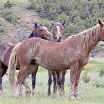 theodore-roosevelt-national-park-nakota-horses-lbg-justice-and-cadet_0124_credit-chris-kman