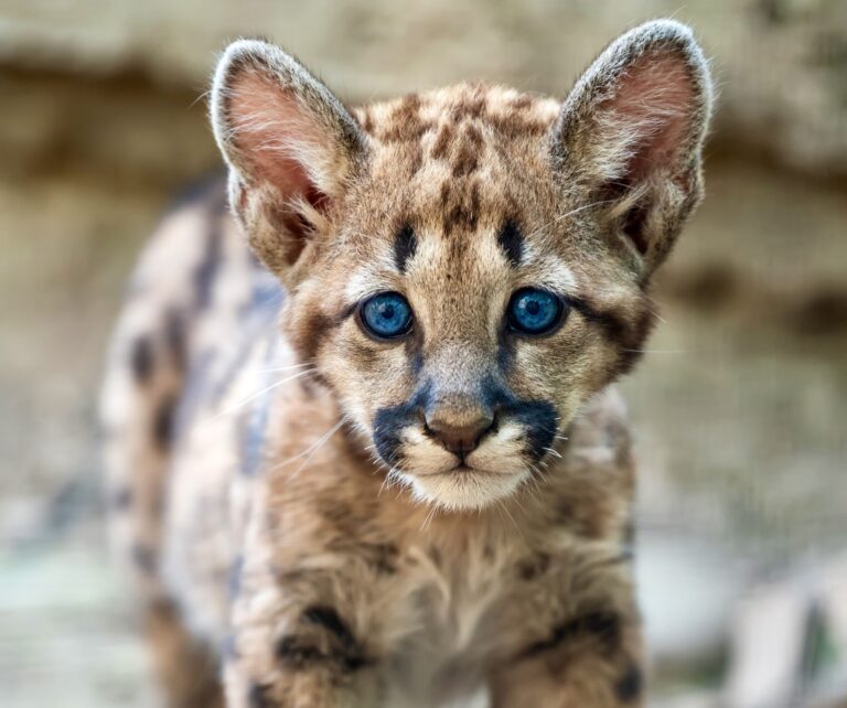 California Assembly Passes Historic Bill To Improve Wildlife Corridors & Protect Threatened Mountain Lions