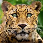 Close Up Portrait of endangered Amur Leopard with  incredible green eyes.