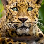 Close Up Portrait of endangered Amur Leopard with  incredible green eyes.