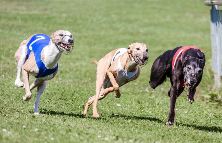 Two Greyhounds Tragically Killed Following A Race At Addington Raceway In New Zealand