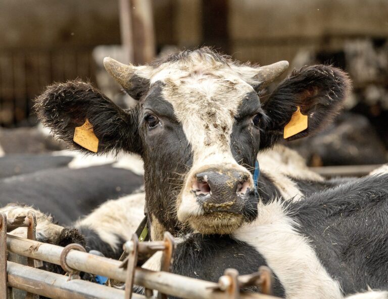 Lawsuit Demands FDA Respond To Petitions Seeking A Ban On Ractopamine Used To Increase Muscle Mass In Farmed Animals