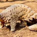 Portrait of an Indian pangolin