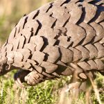 Close-up of a pangolin in its natural habitat