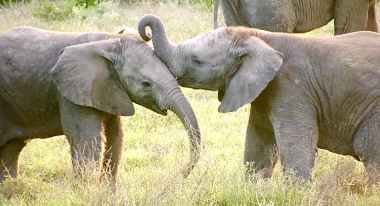 Victory! Maryland Bans The Use Of Elephants, Bears & Primates In Circuses & Traveling Shows