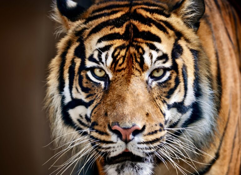 Born Free USA Calls For A Phase-Out Of Keeping & Breeding Big Cats In Captivity