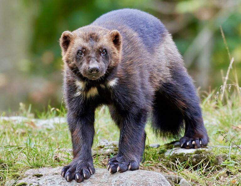 Wolverines To Be Reintroduced Into Colorado Since Being Wiped Out From The State In The Early 1900s