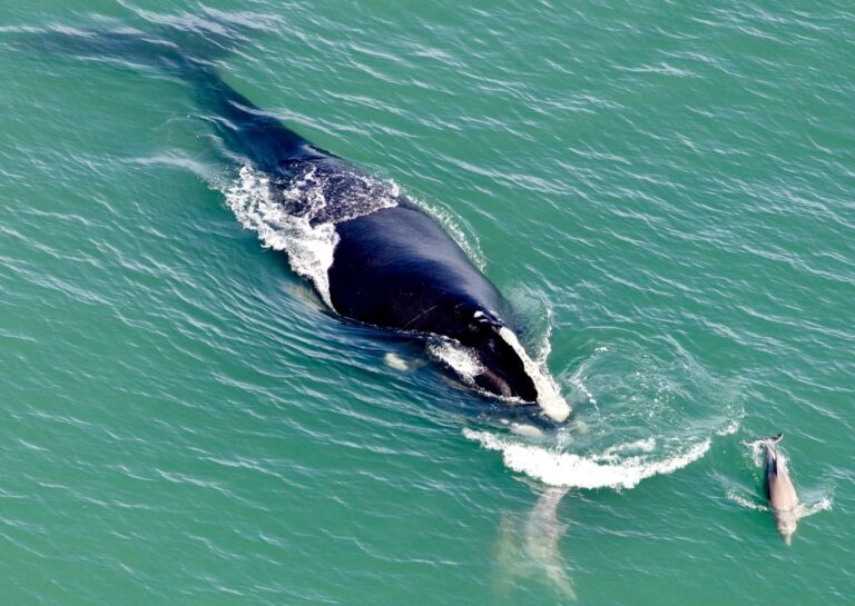Another North Atlantic Right Whale Has Been Found Dead Off The Coast Of Nova Scotia