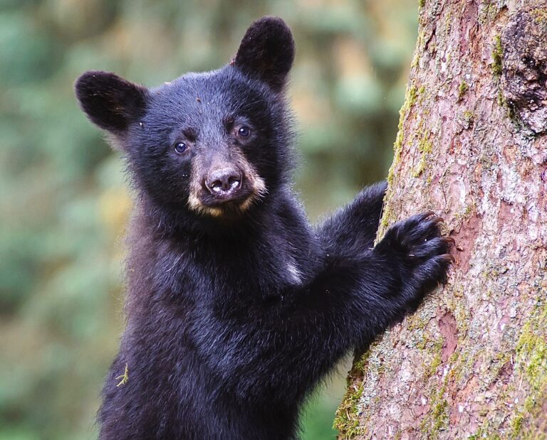 Gold Mining Project Struck Down By U.S. Circuit Court Protecting Critical Species In California’s Sierra Nevadas