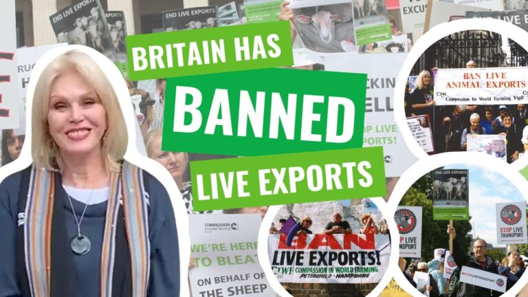 Victory! Great Britain Has Finally Banned The Live Export Of Farm Animals