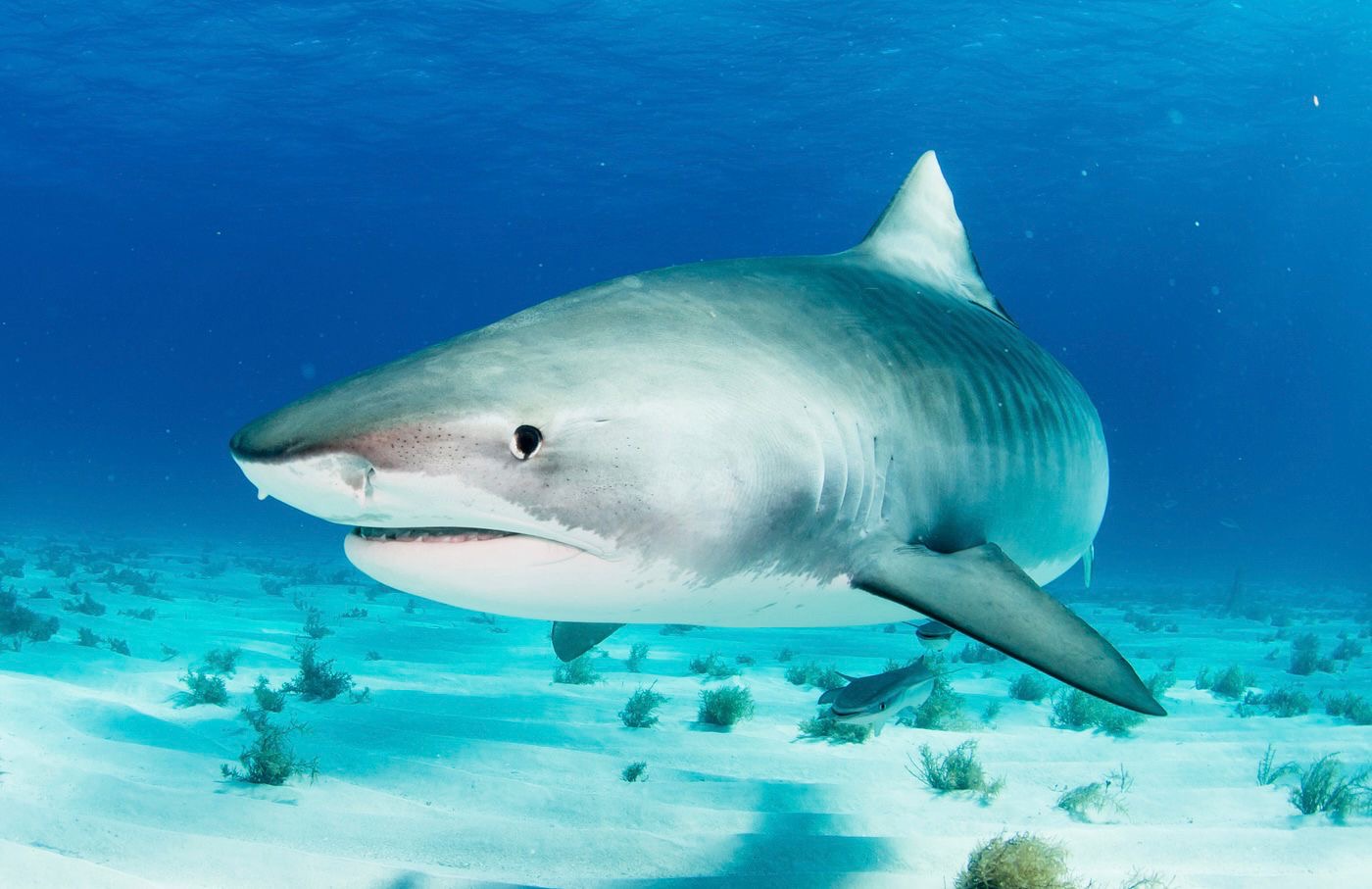 Navigating The Waters: Understanding The Rise In Shark Attacks, Are 