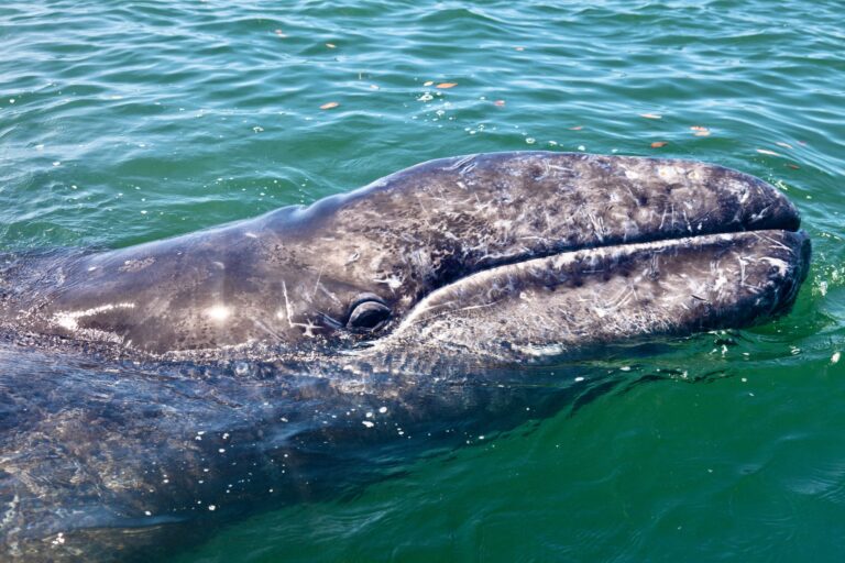 Outcry From Animal Welfare Groups As NOAA Grants Makah Tribe Permission To Hunt Gray Whales Off Washington State