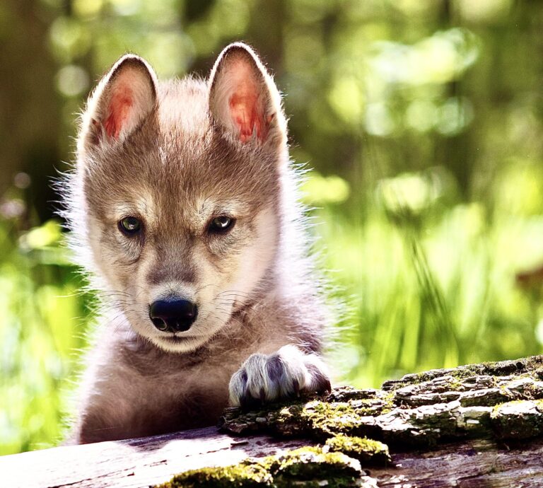 First Gray Wolf Pup Has Been Born In Colorado Since Their Reintroduction Into The State