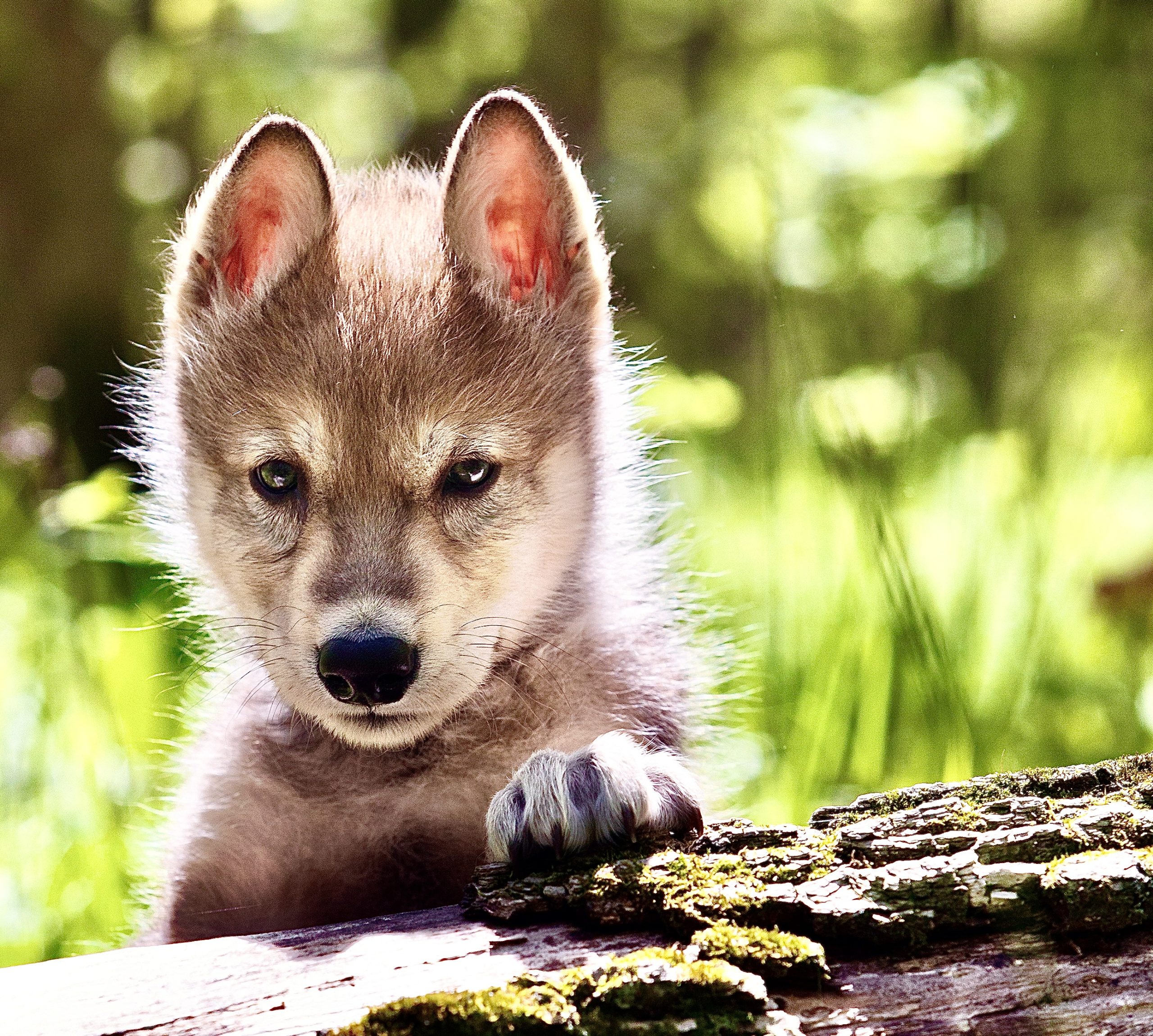 First Gray Wolf Pup Has Been Born In Colorado Since Their ...