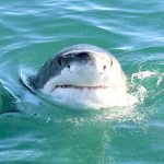 great white shark, Carcharodon carcharias, False Bay, South Africa