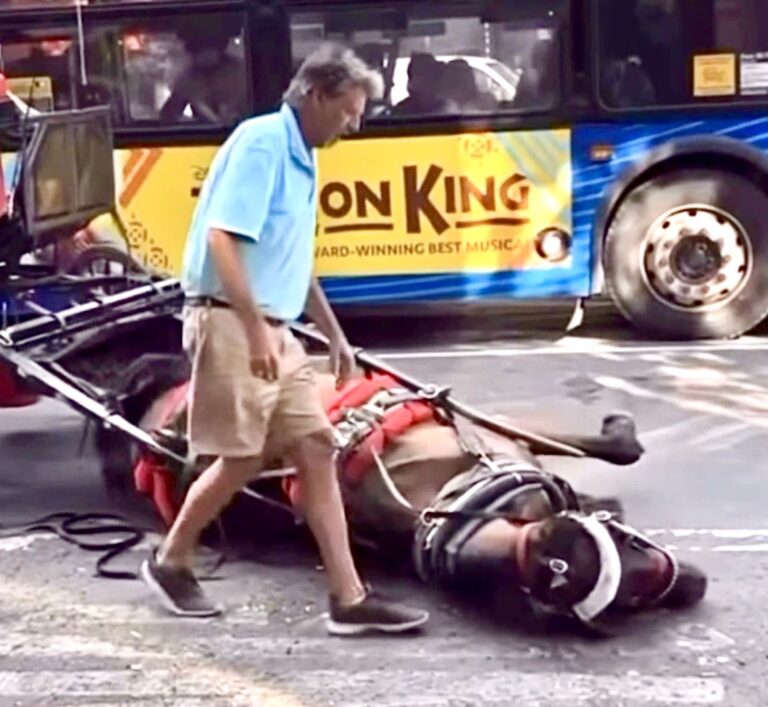 Ryder’s Law: A Beacon Of Hope For Carriage Horses In NYC To Ban The Cruel & Outdated Industry
