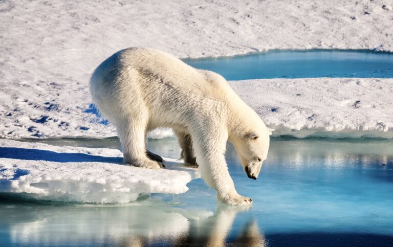 Legal Action Taken To Defend Polar Bears and Whales From 800-Mile Alaska Gas Pipeline