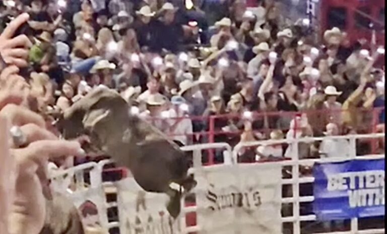 Bull Jumps Into Audience At Oregon Rodeo Injuring Three, Sparking Calls For A Ban On The Barbaric “Sport”