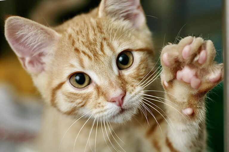 Veterinary Professionals Advocate Against Inhumane Cat Declawing In Rhode Island