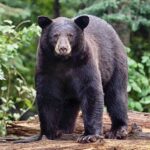 American Black Bear