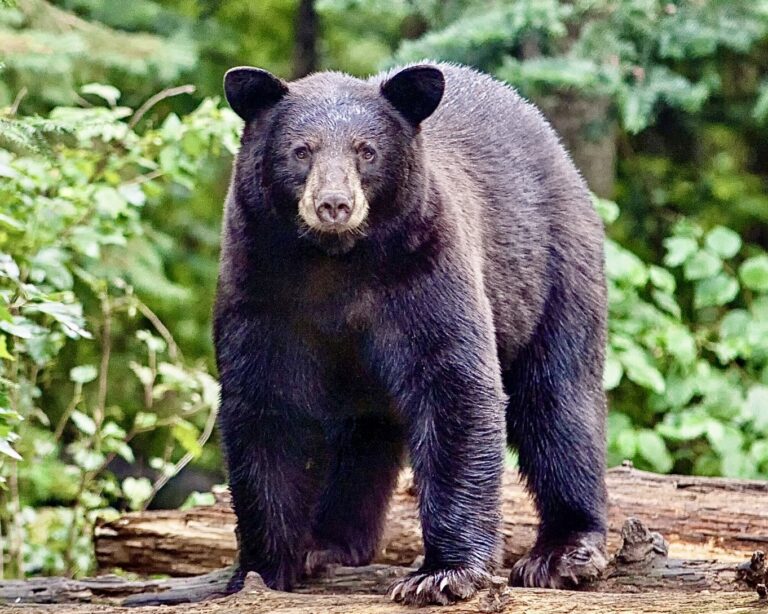 Victory! U.S. Forest Service Cancels Logging Plans In North Carolina’s Biodiverse Nantahala Forest