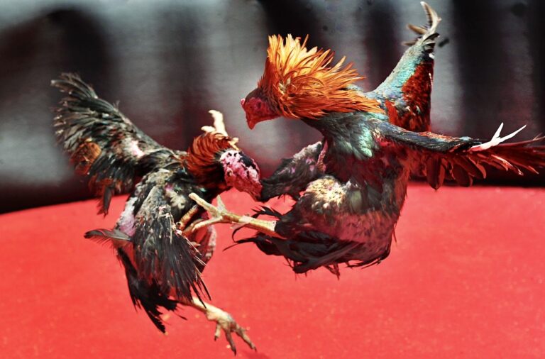 Cockfighting Ban In Costa Rica Upheld After Being Challenged By Cockfighting Breeders Association