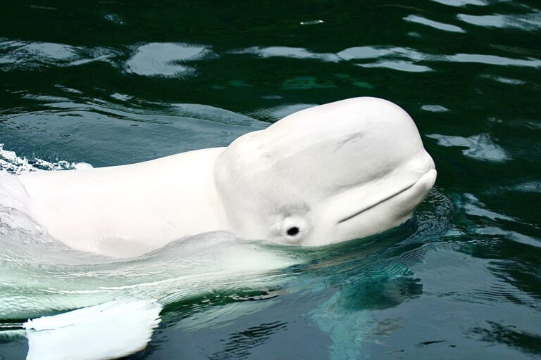 Critically Endangered Beluga Whales Protected From Oil Drilling In Alaska’s Cook Inlet
